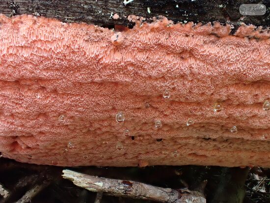 Rhodonia placenta